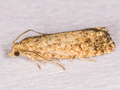 Epinotia nanana